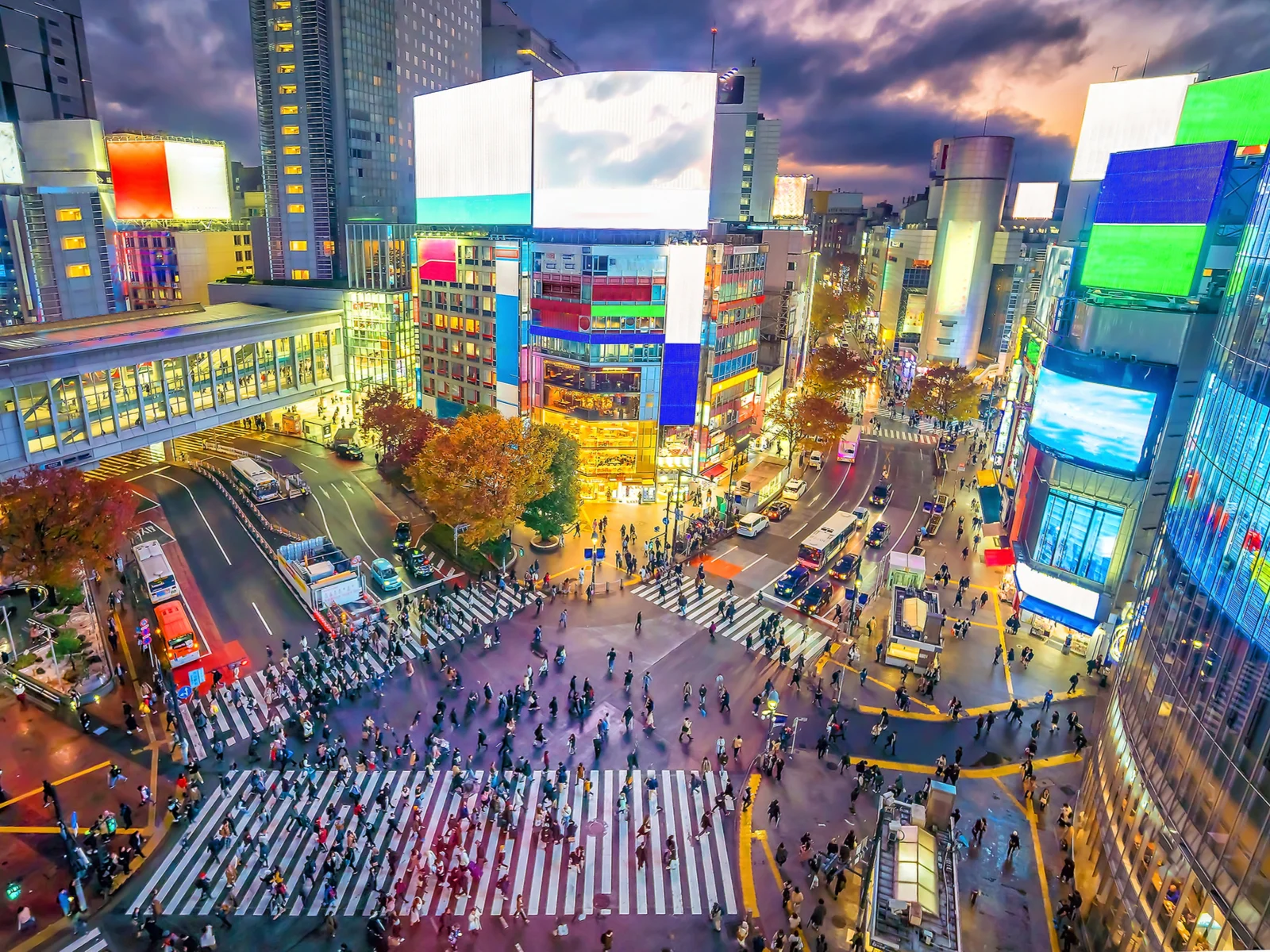 Shibuya Crossing at twilight with lots of electronic ads during the best time to visit Tokyo