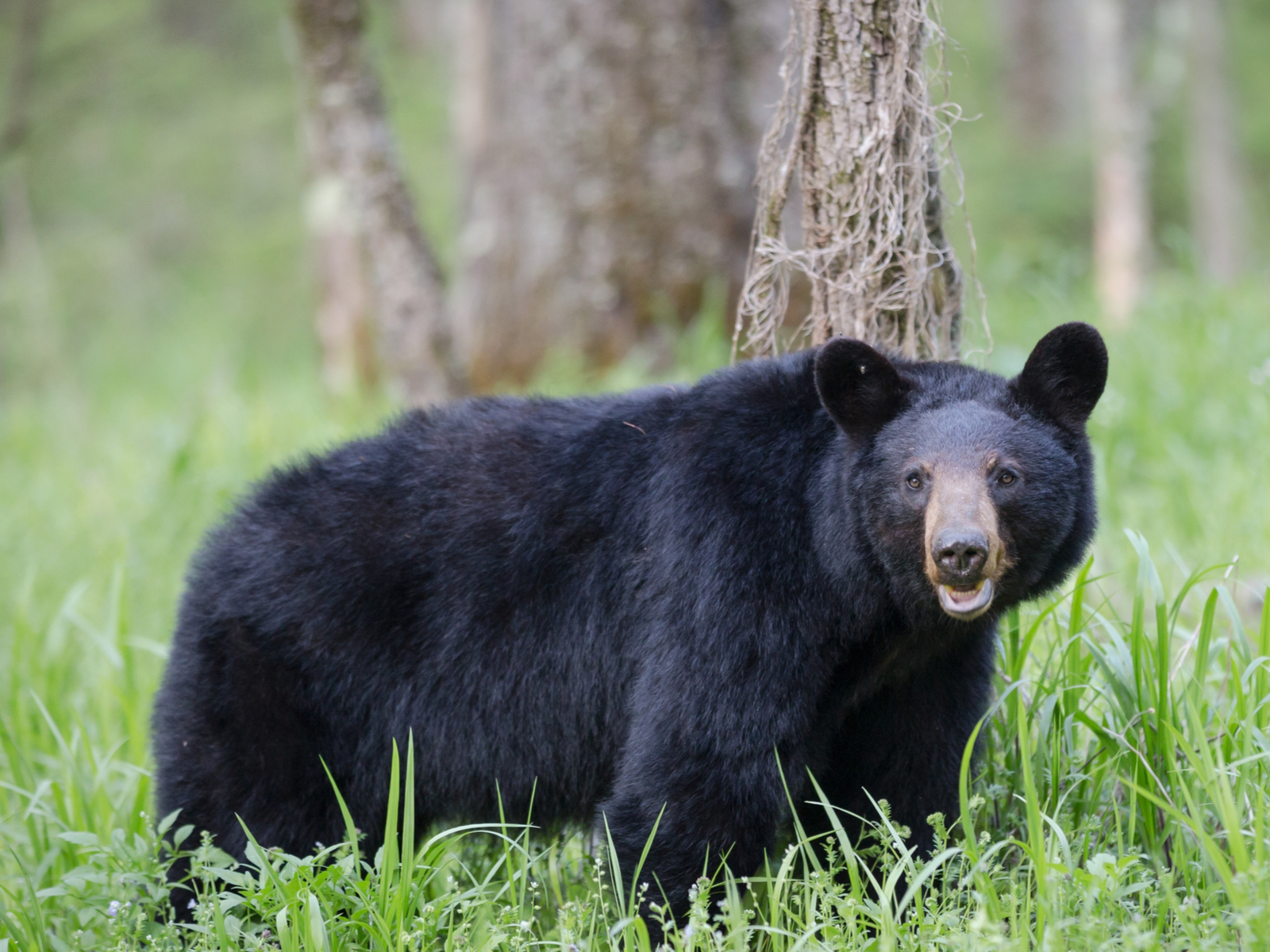 Black bear looking at the camera for a faq section on the best time to visit the smoky mountains