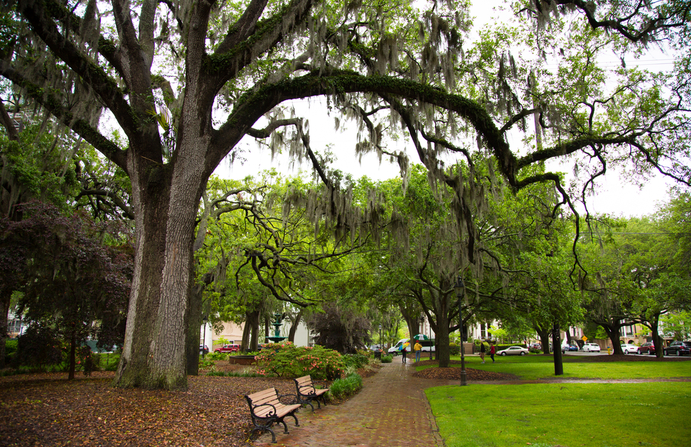 Park benches under a large oak tree covered in Spanish moss showing a mild day with lush greenery for a section detailing Savannah Georgia conditions by month