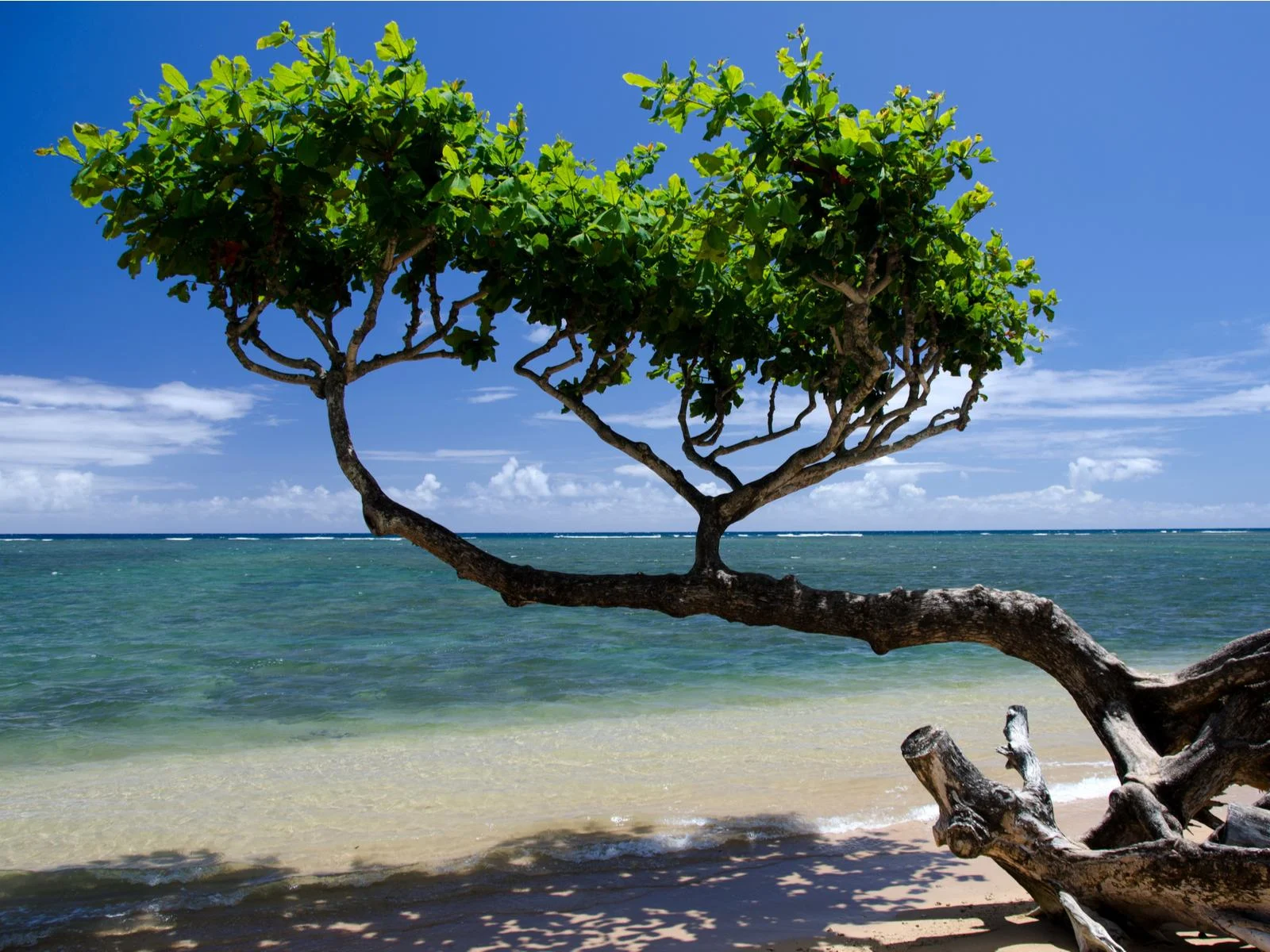 A crooked Heliotrope Tree giving shade to the fine shore of Anini Beach, named one of the best beaches in Kauai