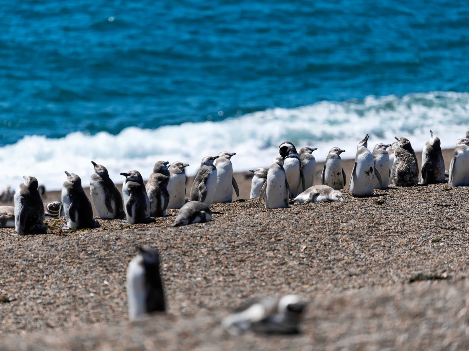 Penguins standing in the cold during the cheapest time to visit the Galapagos Islands