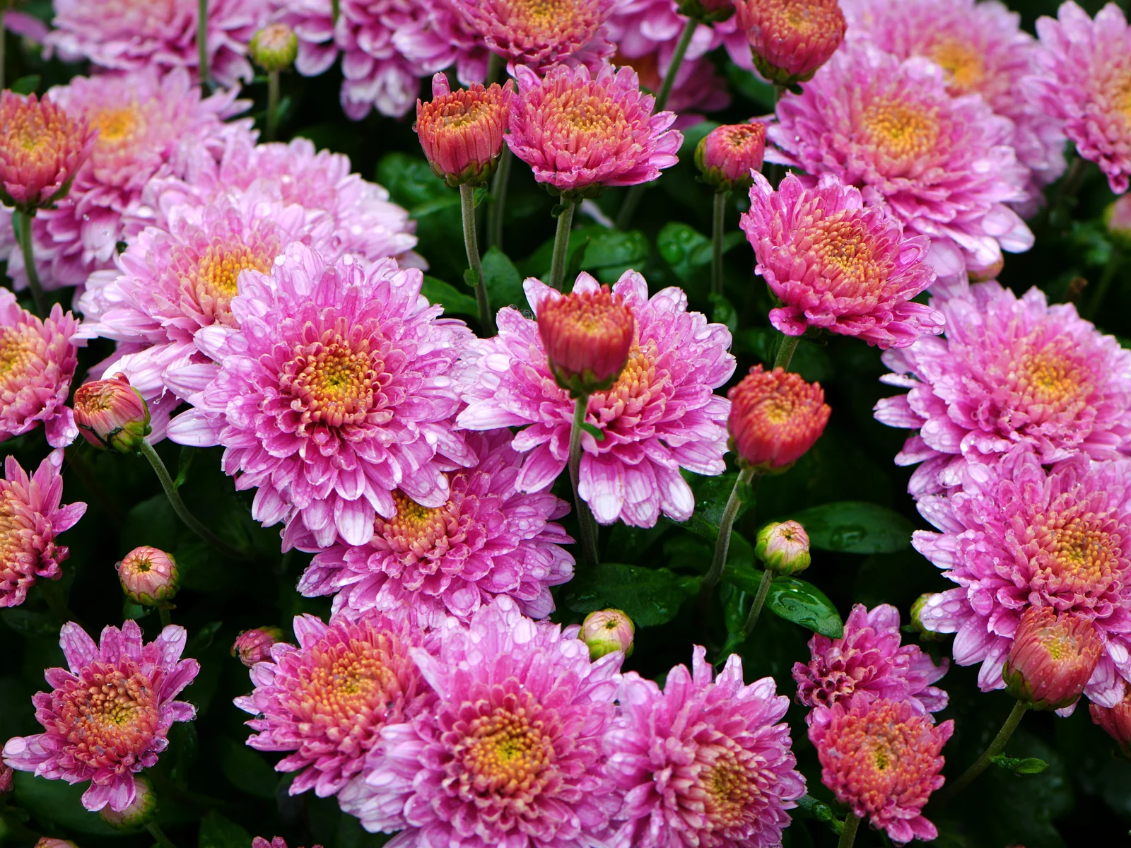 Gorgeous flowers and buds of Purple Chrysanthemums at a botanical garden, one of the best things to do in Asheville, NC