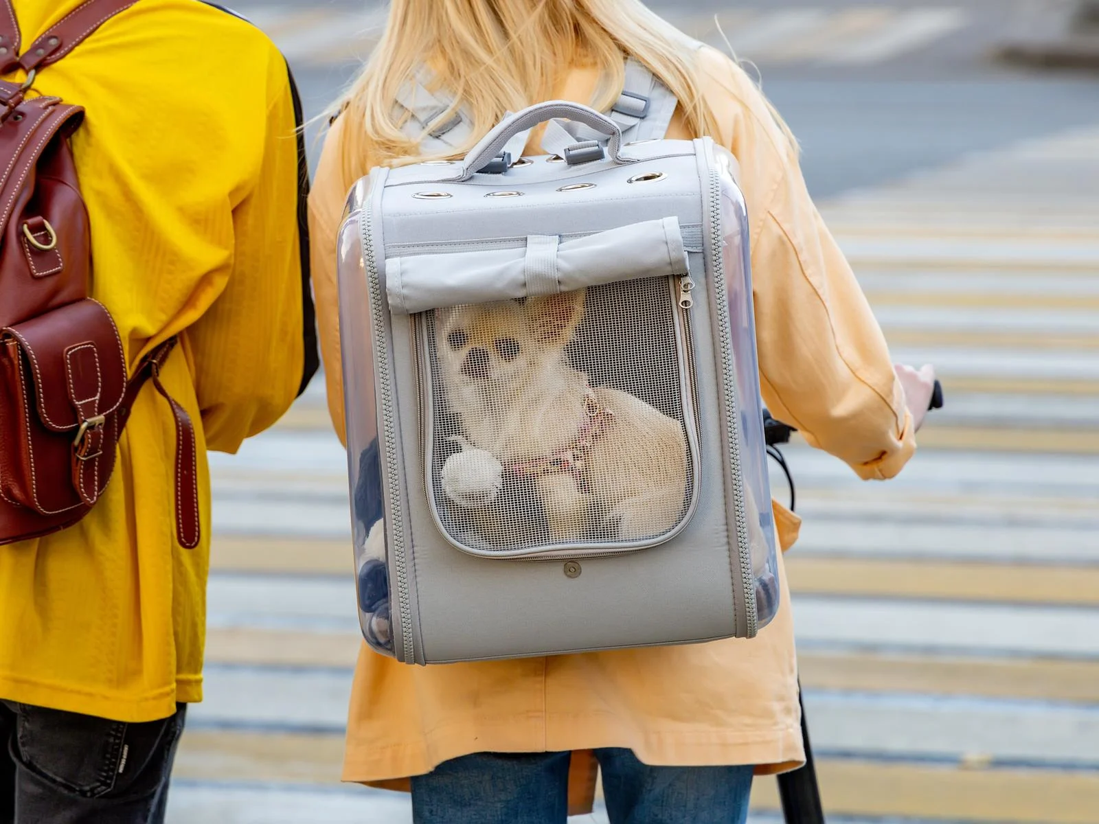 Small chihuahua dog in one of the best hiking backpacks for dogs
