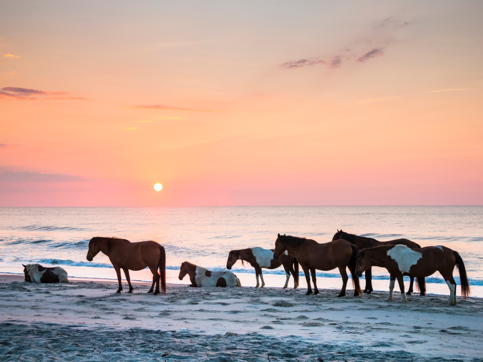Wild horses roaming the beach at Assateague Island on sunrise, a piece on the best beaches in the US