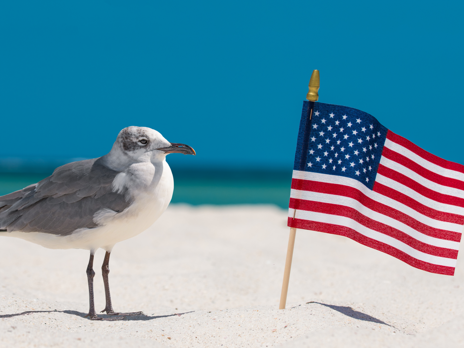 A seagull standing beside a small US flag erected on the shore at one of the best beaches in the US