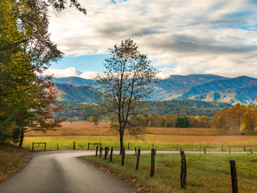 a peaceful empty road surrounded by trees during a scenic autumn season in cades cove, one of the best things to do in gatlinburg, tennessee
