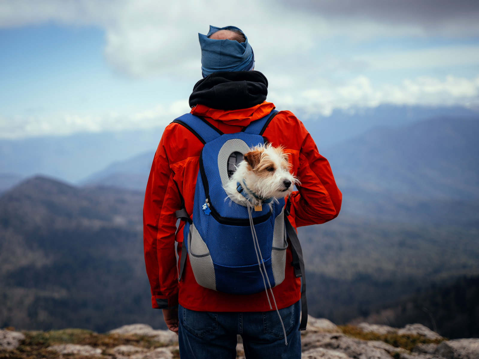 Small brown and white dog in one of the best dog hiking backpacks on the back of a guy in a red coat