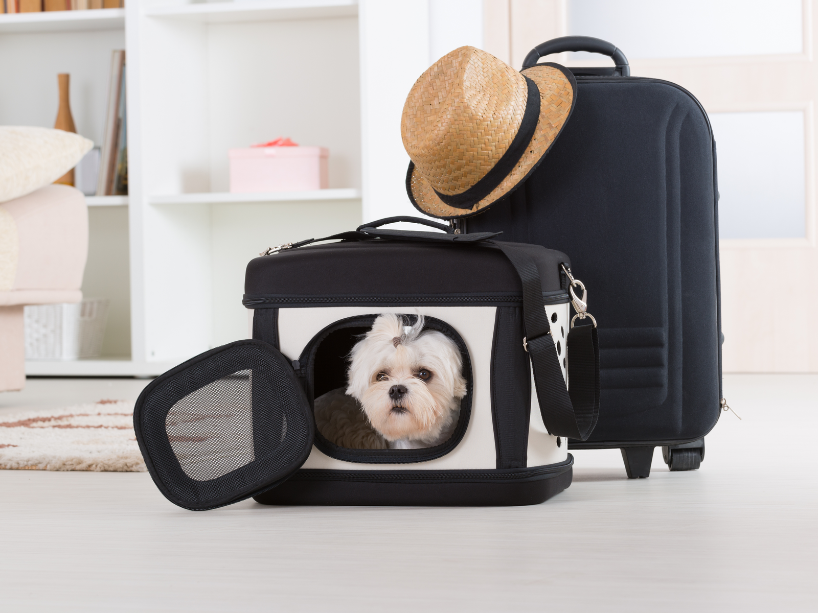 Small maltese in the best dog travel bags next to a suitcase