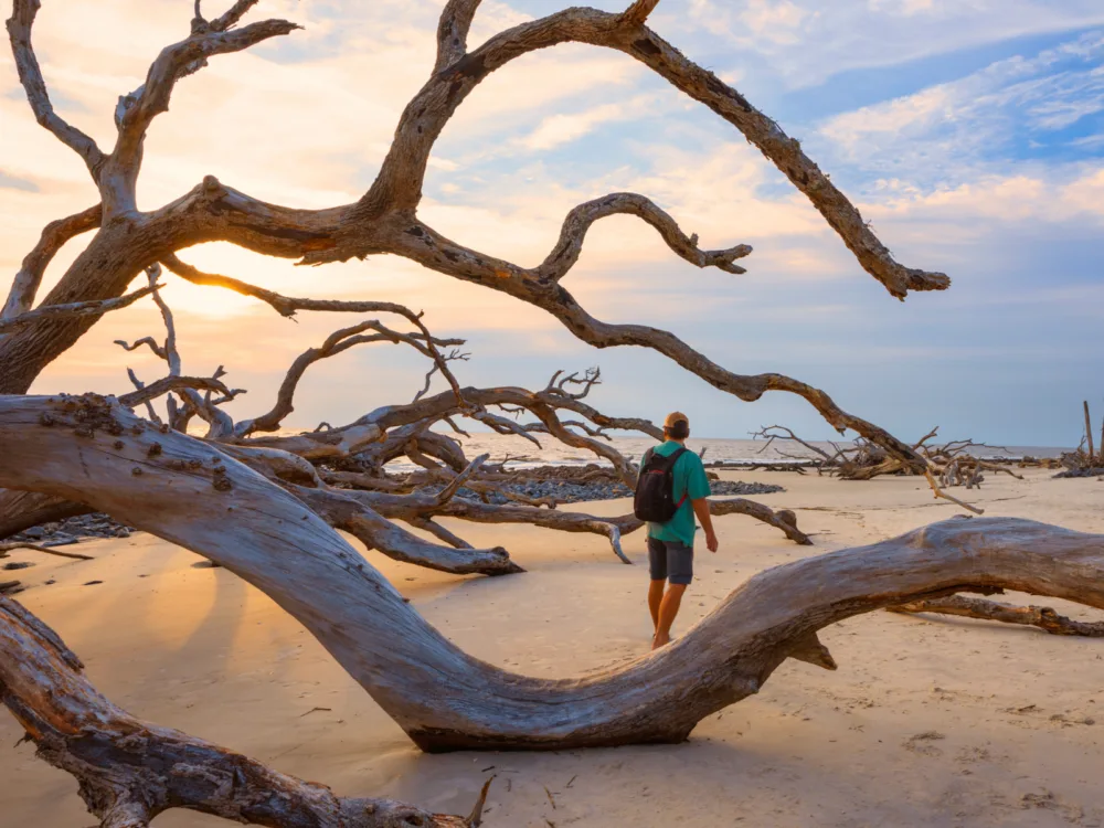 A man walking on the Driftwood Beach in Georgia, one of the best beaches in the US, alongside large withered trees at sunrise