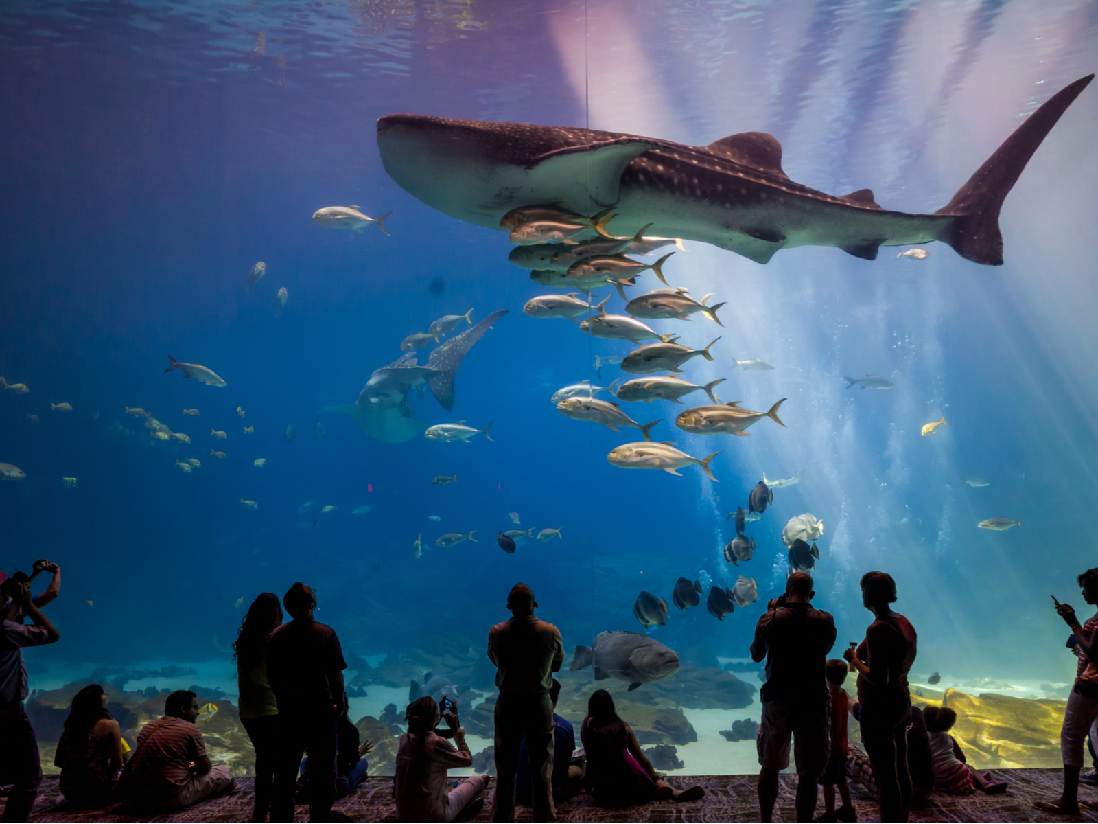 Visitors at Georgia Aquarium, one of the best aquariums in the US, are mesmerized by watching a young Whale Shark and other fishes inside the world's largest aquarium