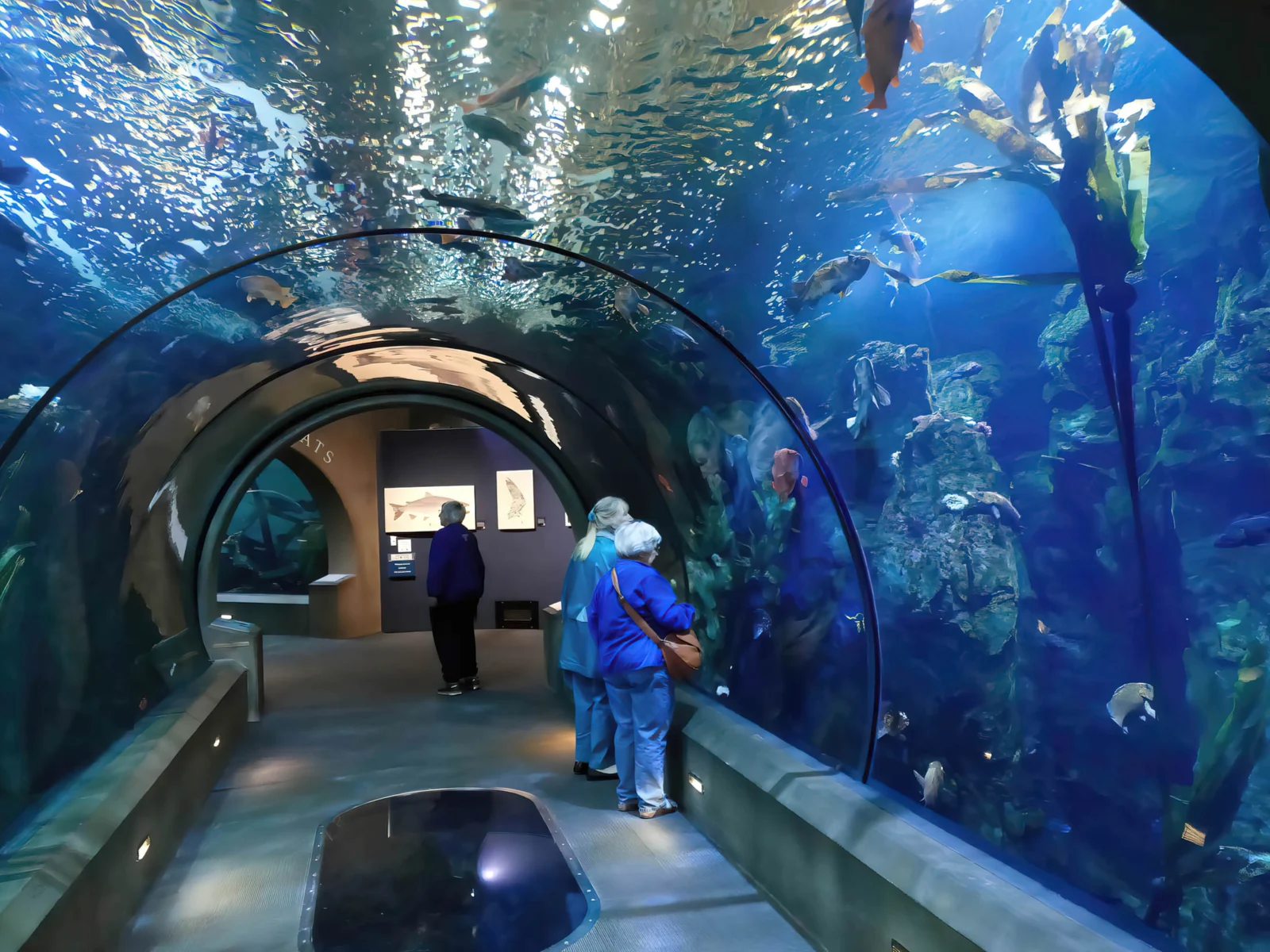 Tunnel in the Newport aquarium, one of the best aquariums in America