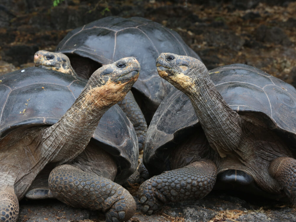 Galapagos Giant Tortoises pictured in the Galapagos Islands