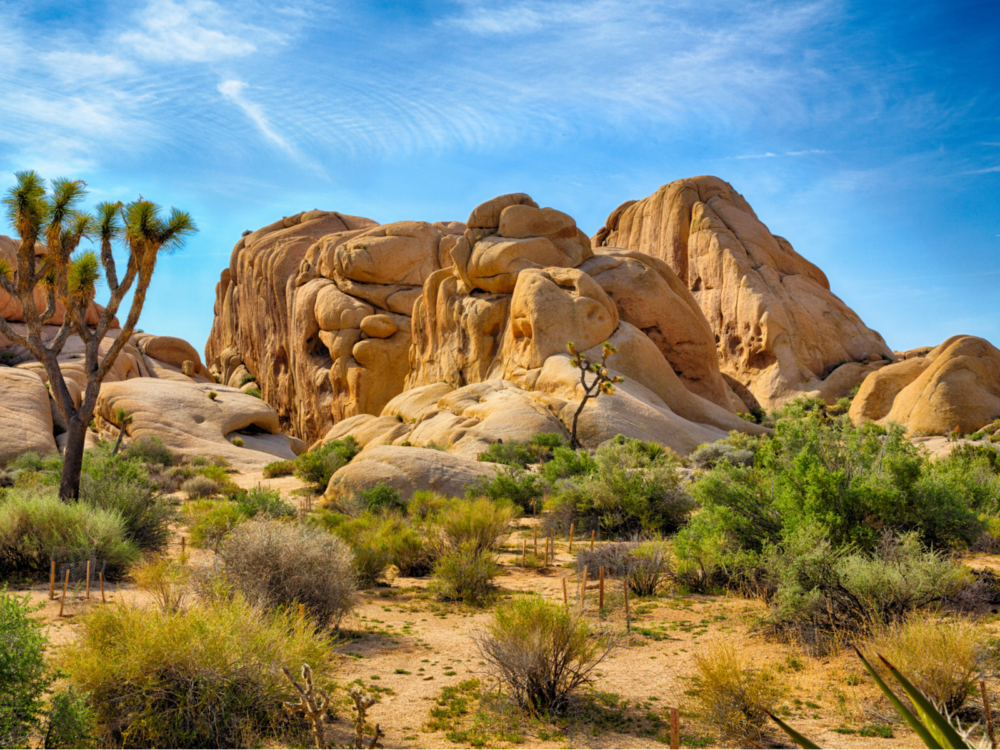 The famous boulders in Joshua Tree National Park, pictured as a piece on one of the best things to do in Palm Springs with Joshua Trees and shrubs 