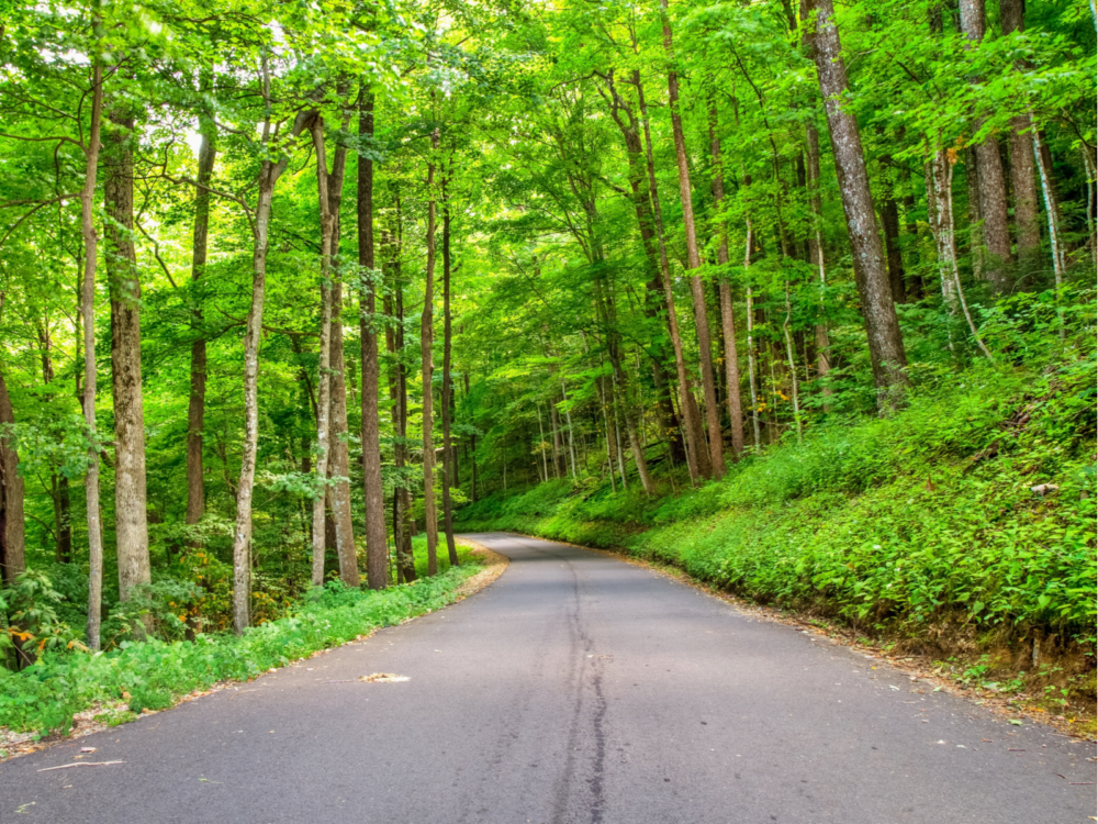 a lonely road surrounded by trees in roaring fork nature trail, a part of great smoky mountains national park and one of the best things to do in pigeon forge