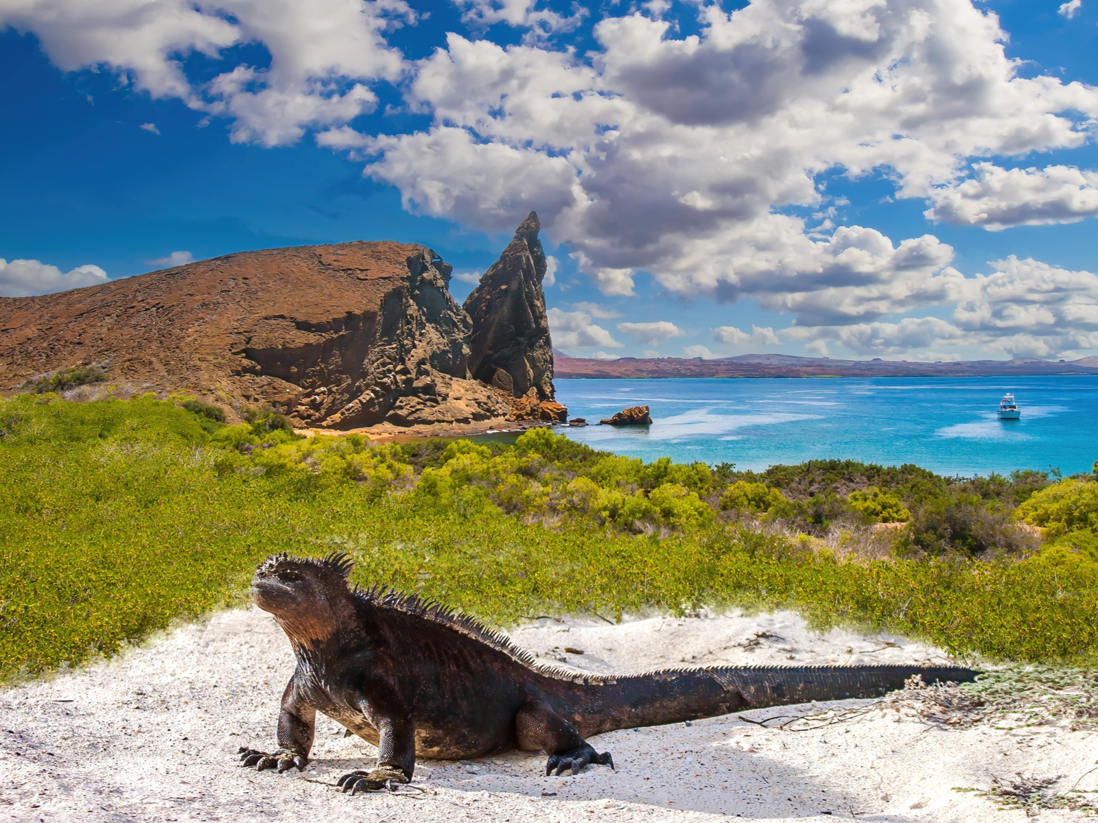 Iguana on the sand next to the coastline and grass during the best time to visit the Galapagos Island