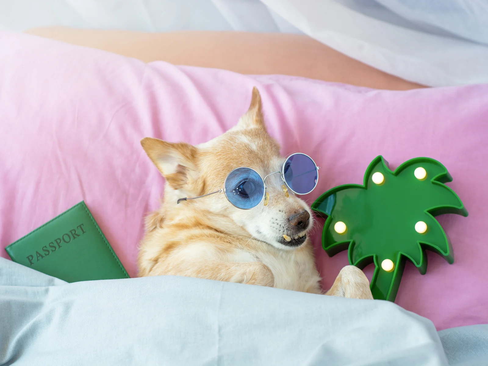 Dog wearing Lennon glasses and lying in the best travel dog bed next to a passport and a plastic lighted palm tree