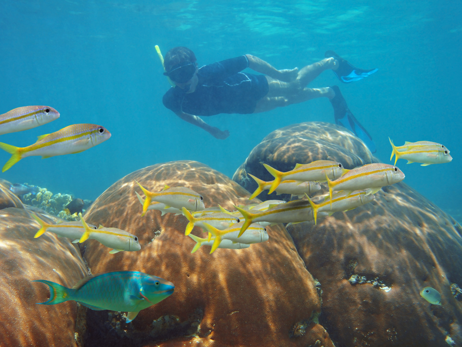 Underwater view of a man snorkeling with a school of fish while staying at one of the best all-inclusive resorts for families in Cancun