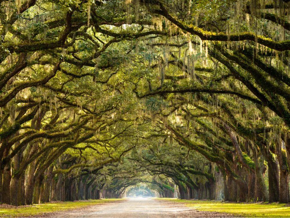 The Best Time To Visit Savannah, Georgia In 2023 – Travellers