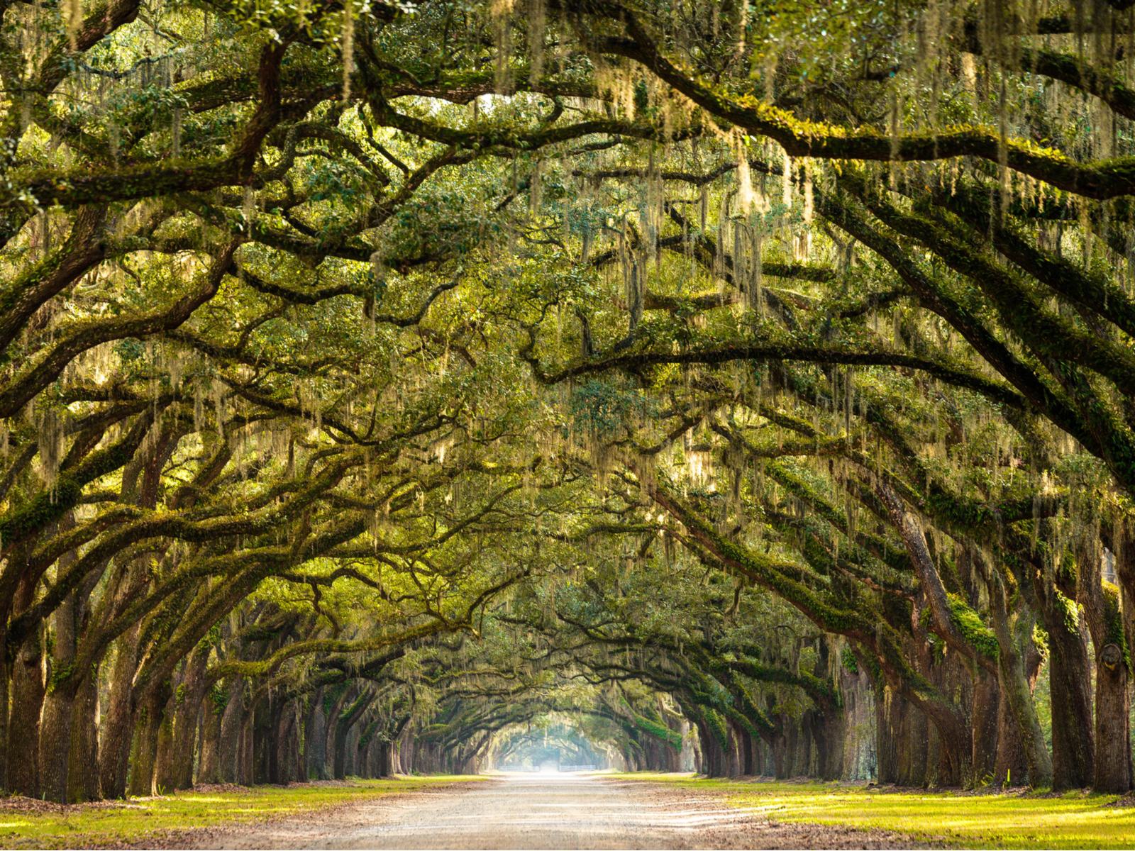 Long tree-lined path in Savannah during the cheapest time to visit