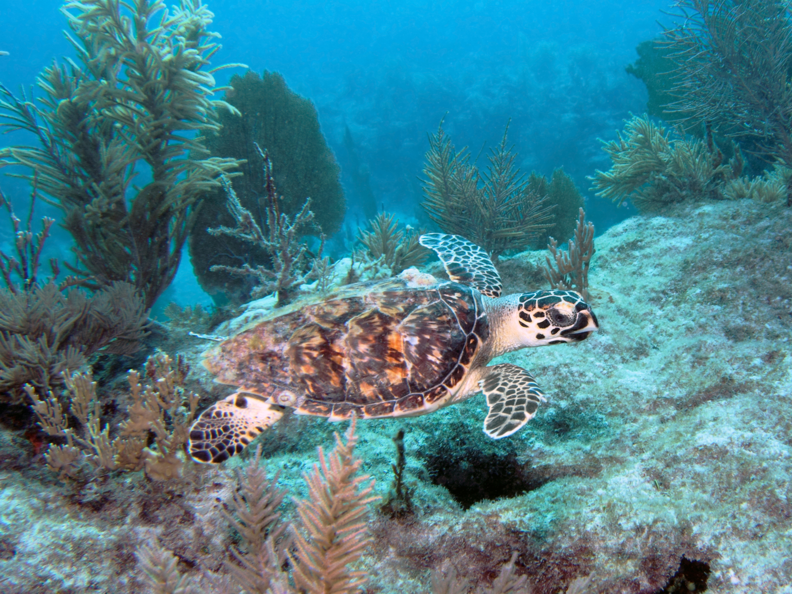 During the best time to go to Florida Keys, a Hawksbill sea turtle swims along a coral reef