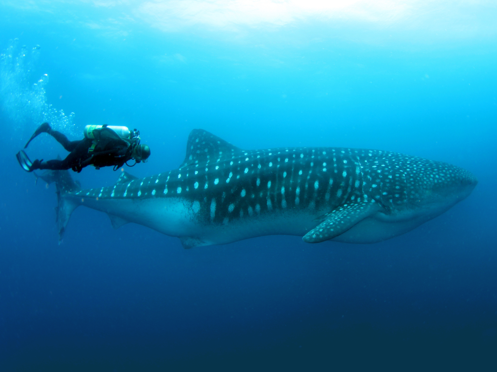 Guy diving with a whale shark and wearing scuba gear while the water is warm during the best time to visit the Galapagos Islands