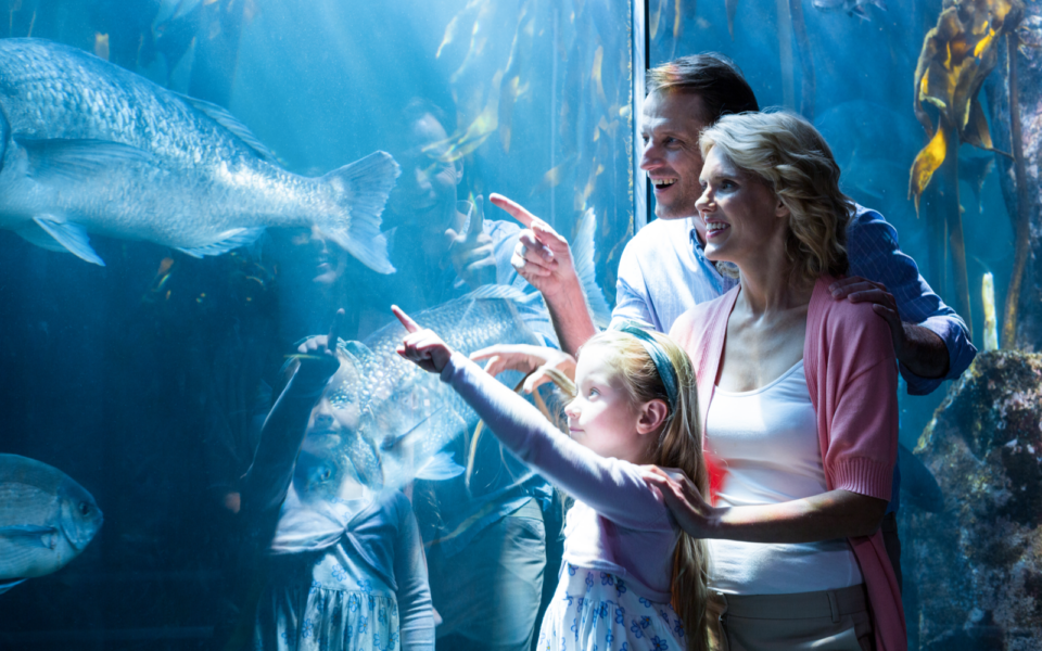 The 16 Best Aquariums In The US Our Favorites In 2024   Shutterstock 281732612 960x600 