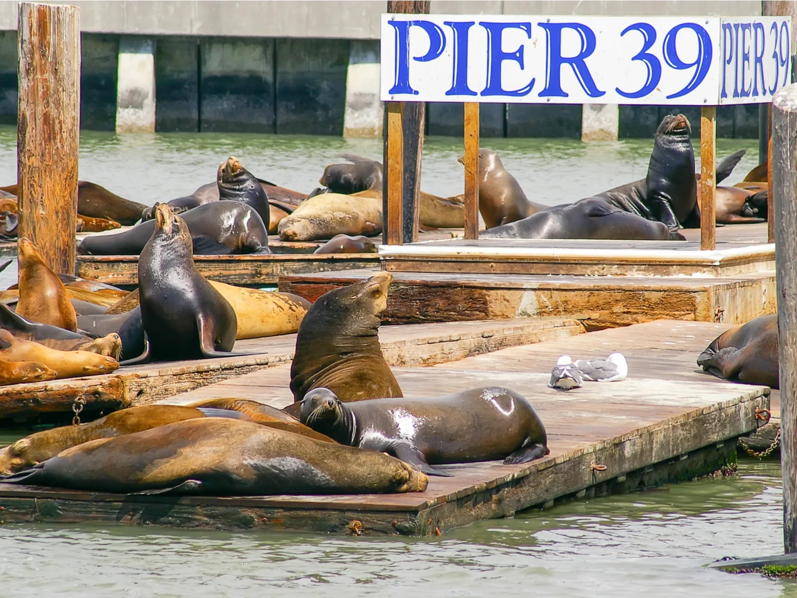 Sea lions on a dock at Pier 39 pictured on a rainy day during the worst time to visit San Francisco