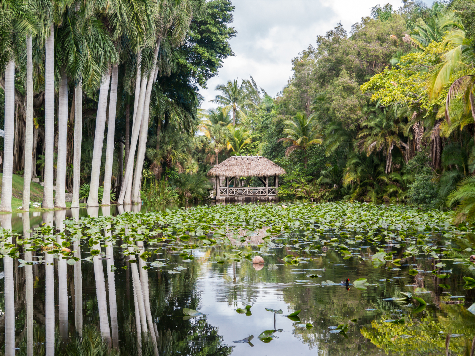 Perfectly rowed palm trees and a native hut in a lotus swamp at Bonnet House Museum and Gardens is one of the best things to do in Fort Lauderdale 