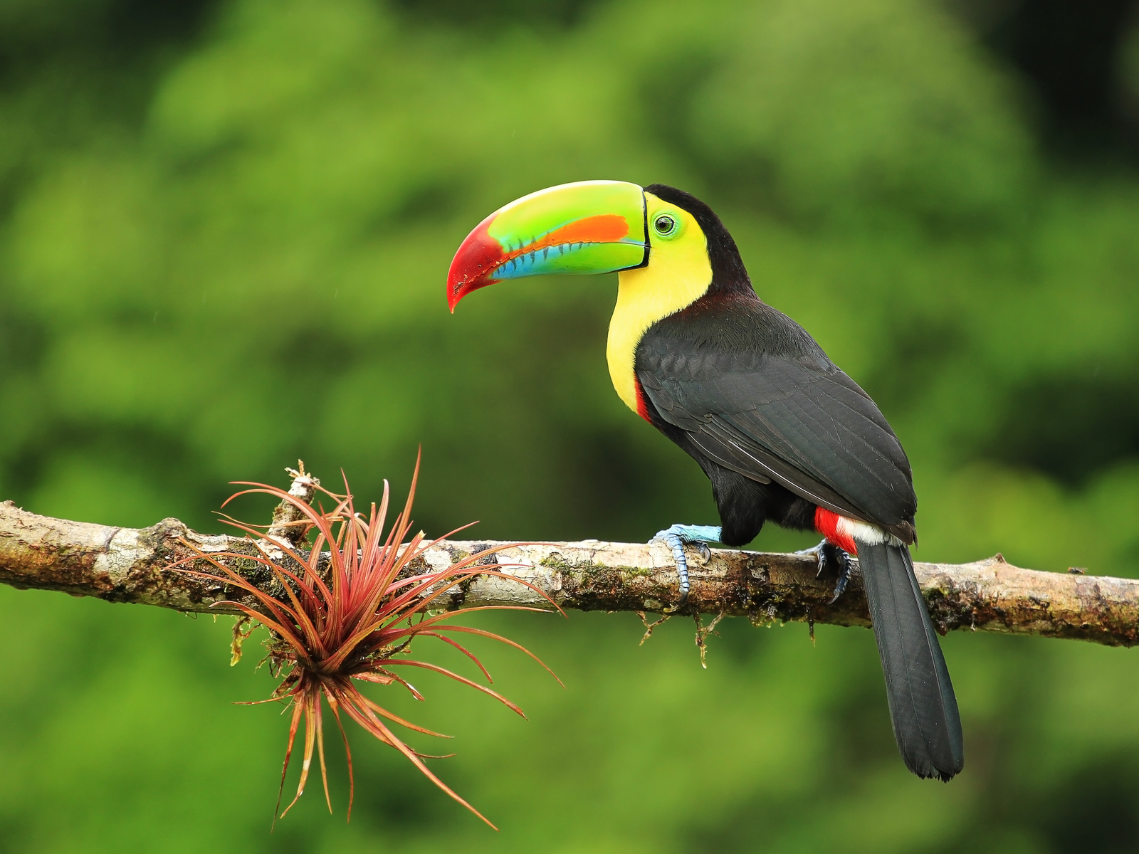 Colorful toucan bird with a yellow and red beak pictured near the best all-inclusive resort in Costa Rica