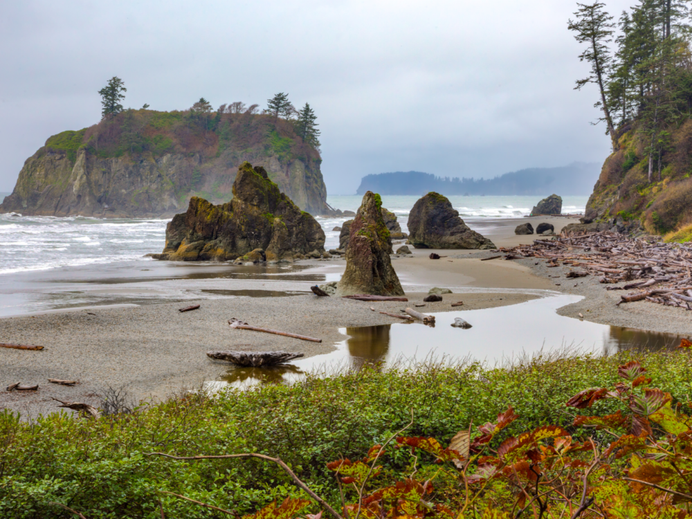 A pile of driftwoods and Sea stacks on the Pacific coast at Ruby Beach in Washington, one of the best beaches in the US