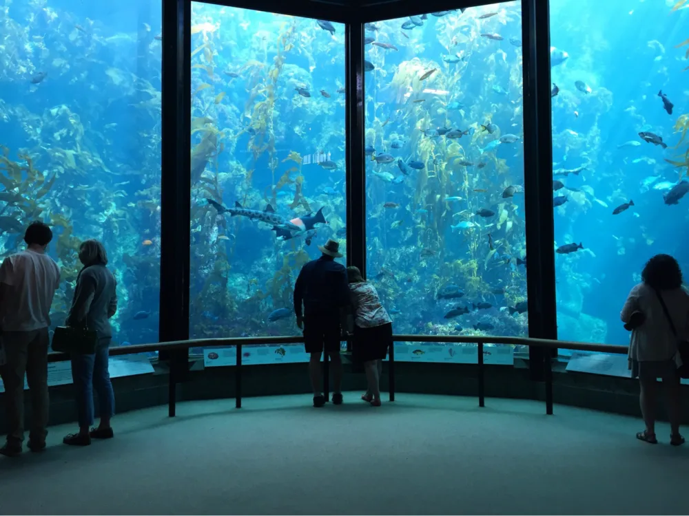 Two couples observing various species of fish in the Kelp Forest Tanks at Monterey Bay Aquarium, one of the best things to do in California