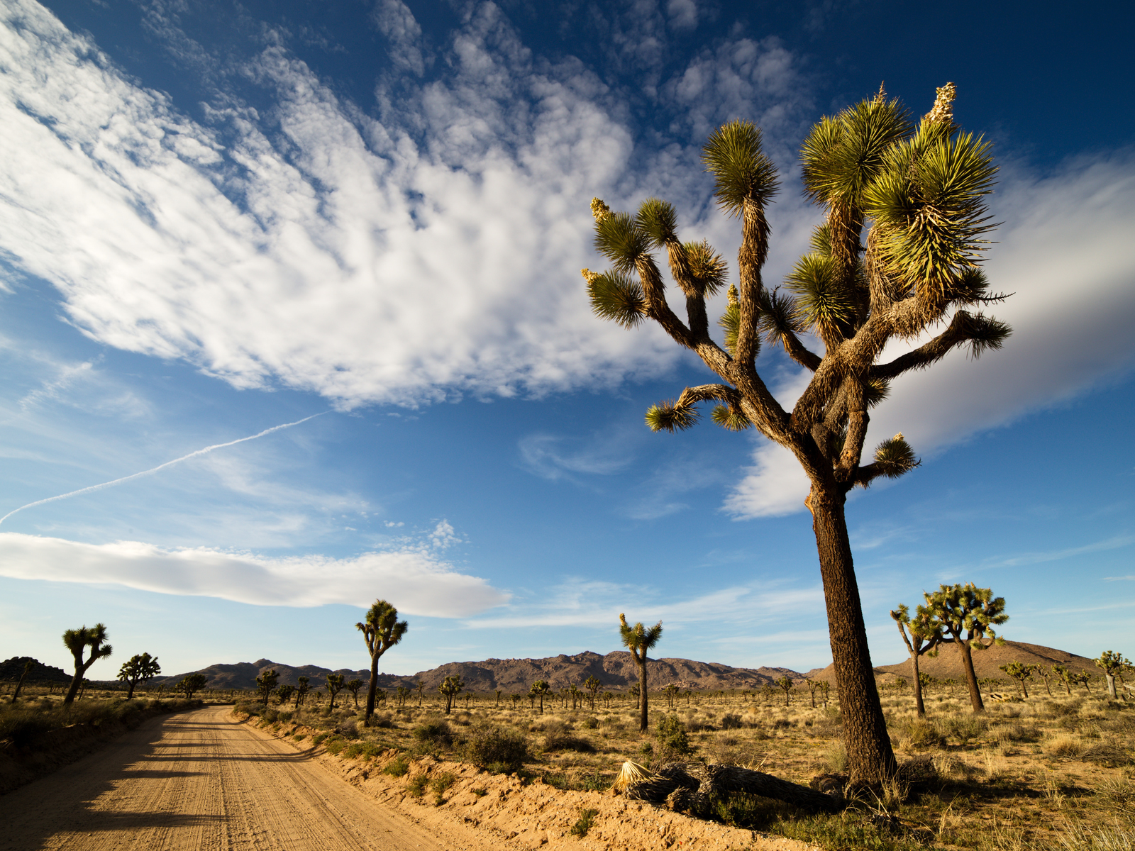 A desert road pictured during the summer and the worst time to visit Joshua Tree National Park