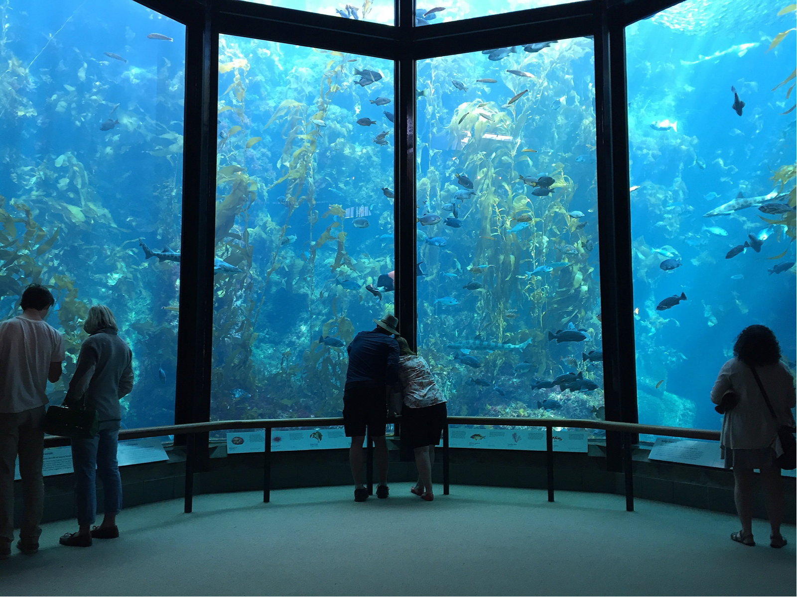 Visitors view the Monterey Bay Aquarium, one of the best aquariums in the United States, pictured in the day