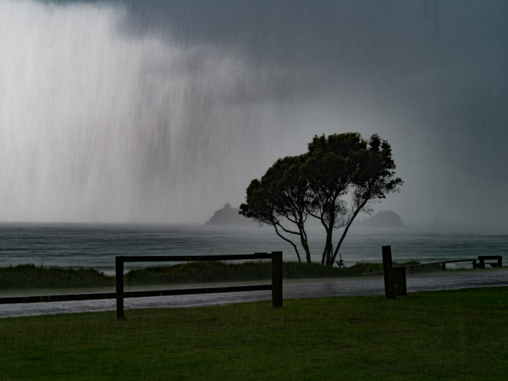 Rain falling from the sky during the worst time to visit New Zealand with a tree and the ocean in the shot