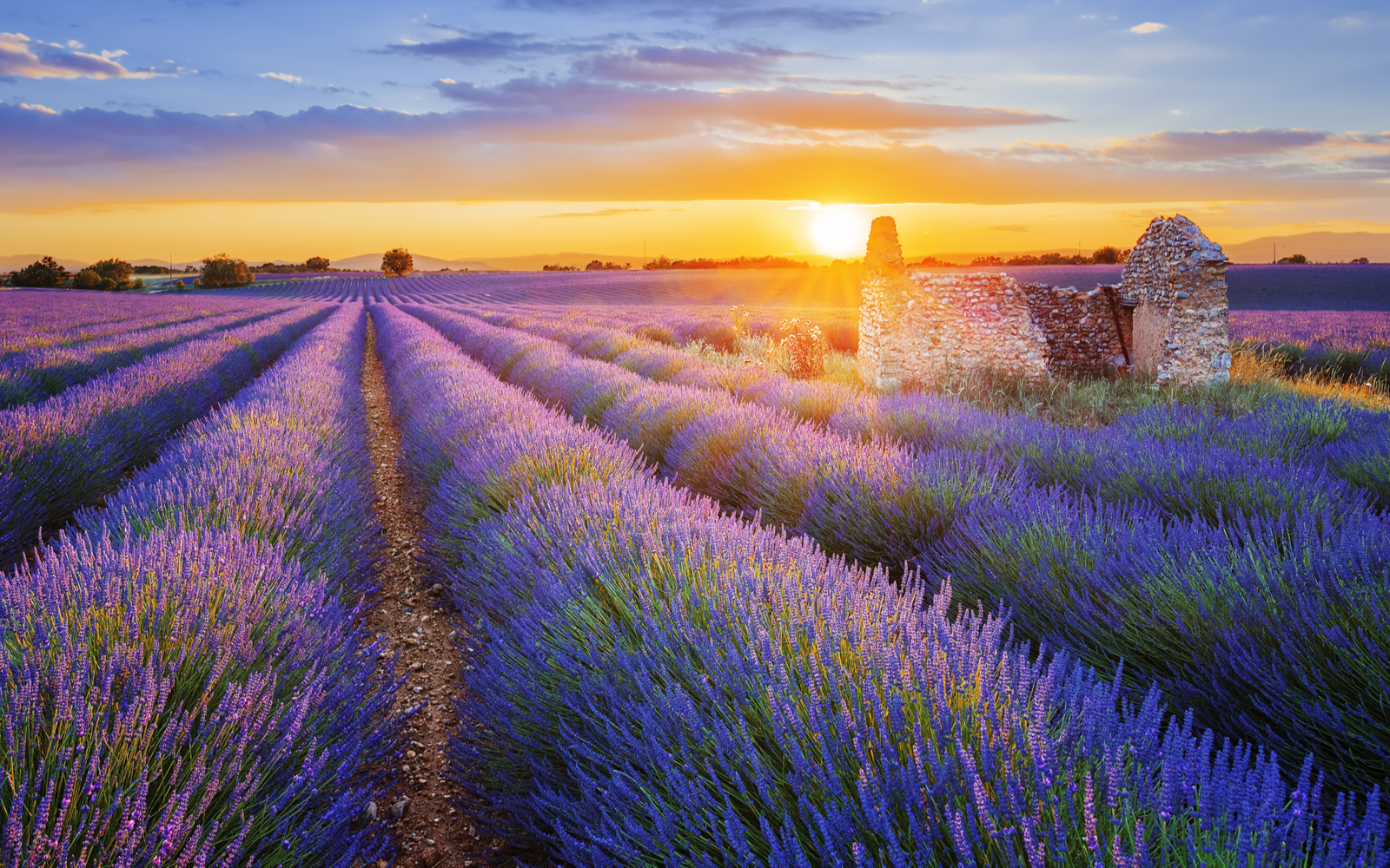 Sun is setting over a beautiful purple lavender filed in Valensole during the best time to visit France