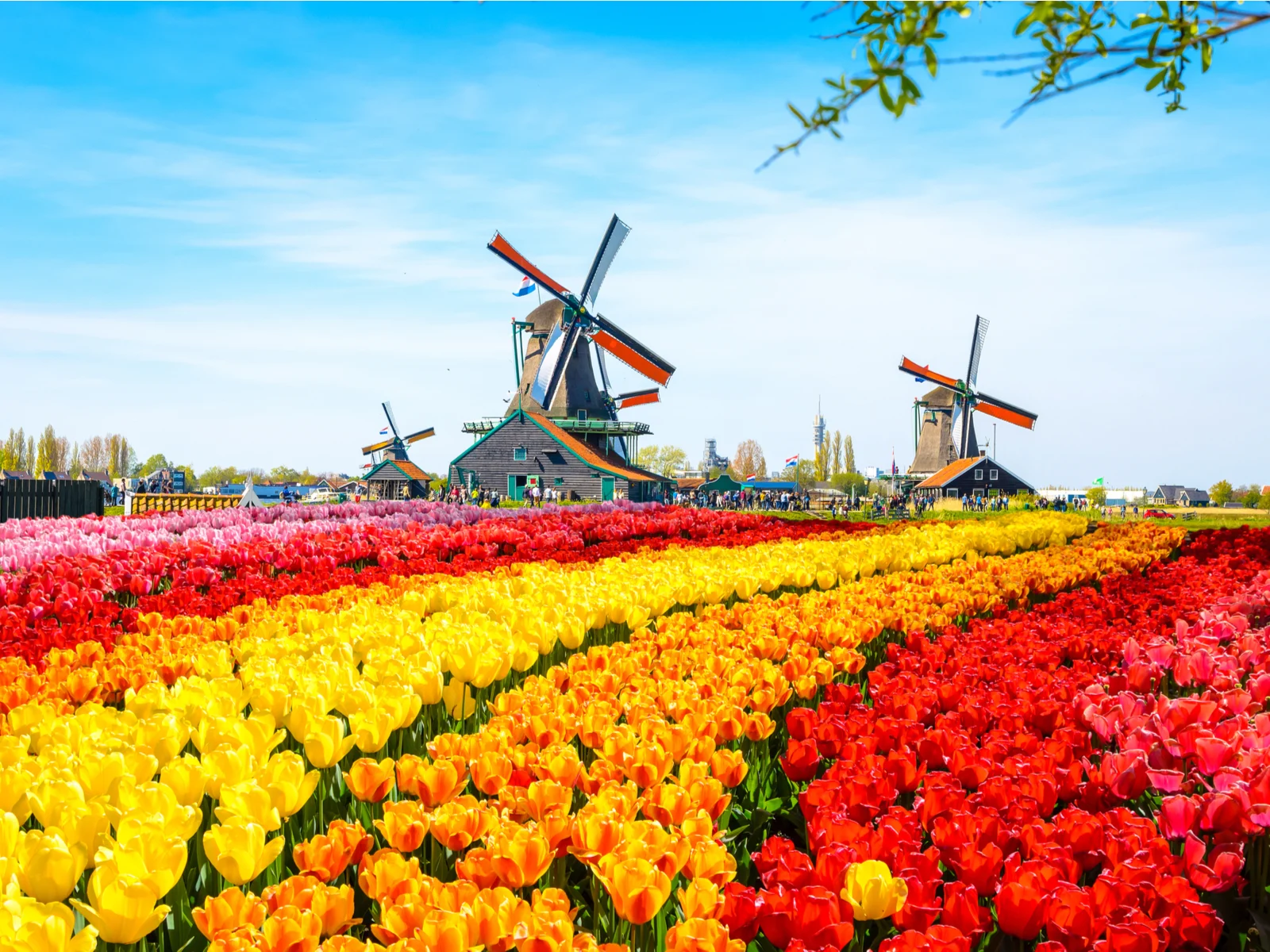Gorgeous Landscapes and Terrain featuring a Danish windmill behind a row of tulips for a piece on the best time to visit Europe