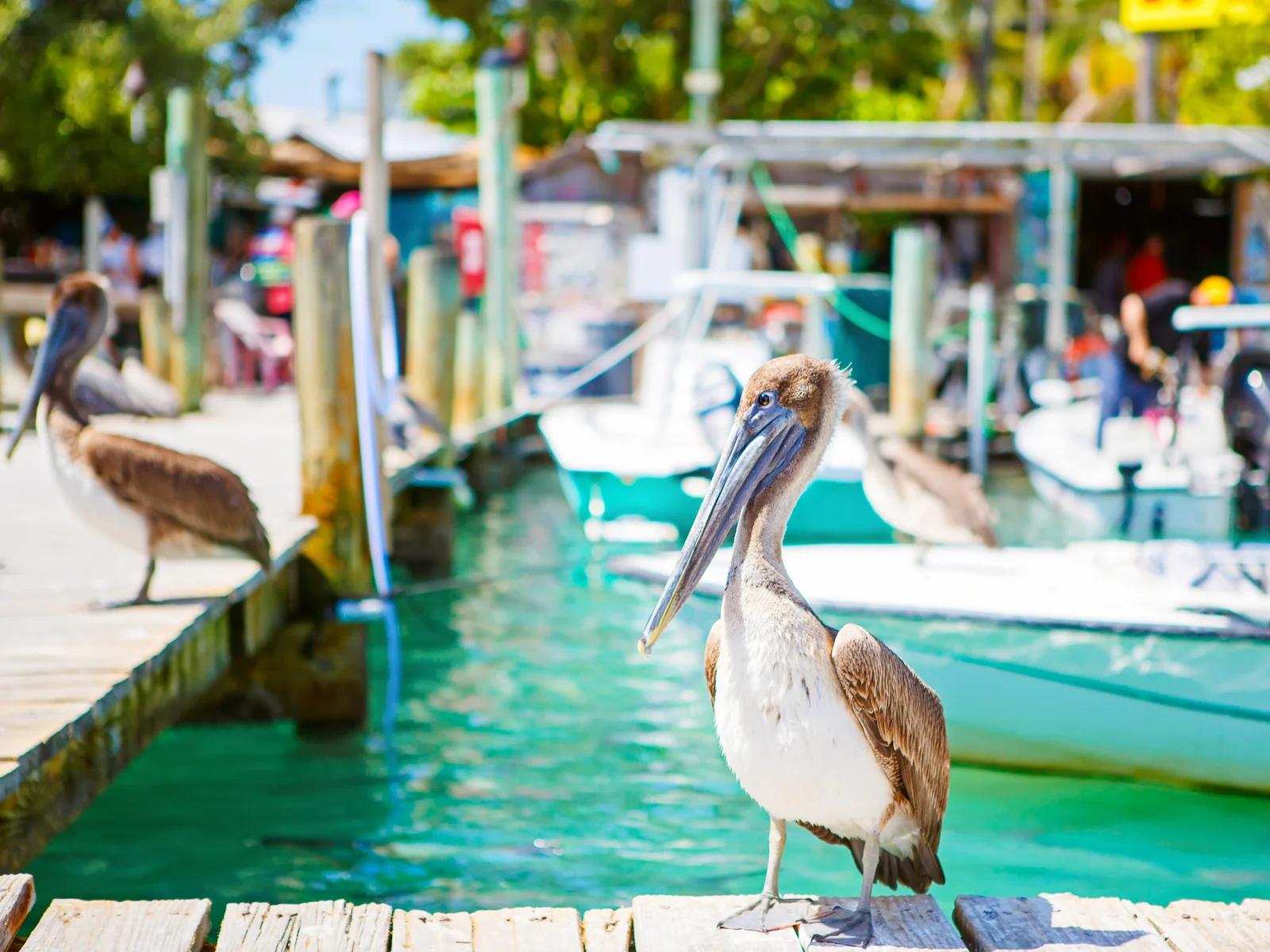 Pelicans sitting on a dock in Islamorada during the best time to visit the Florida Keys on a sunny day