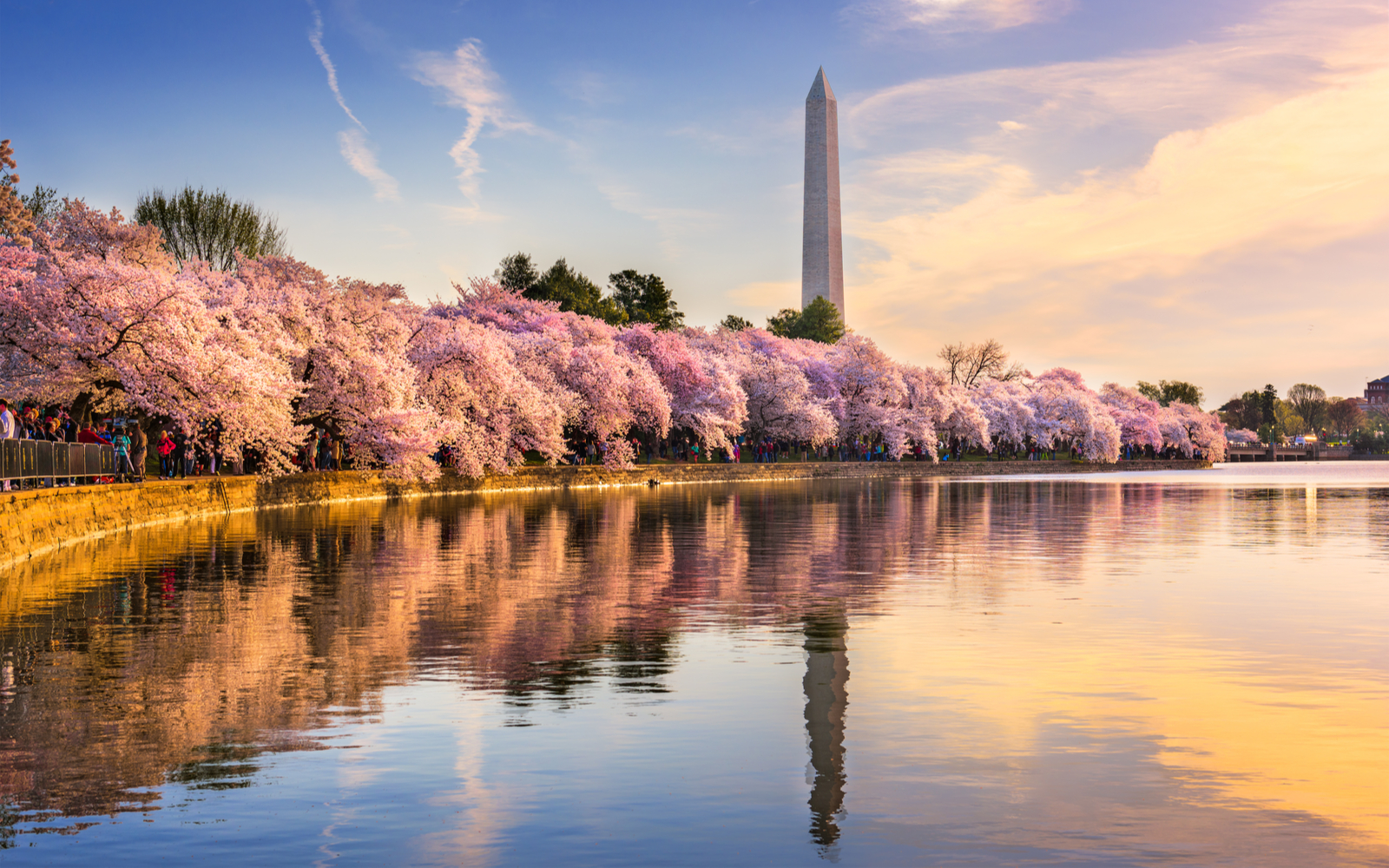 Featured image for post on the best time to visit Washington DC, cherry trees pictured blooming with pink flowers