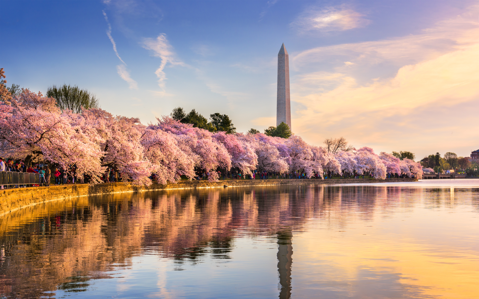 Photo of the National Monument behind pink trees overlooking the reflecting pond for a piece on the best things to do in Washington DC