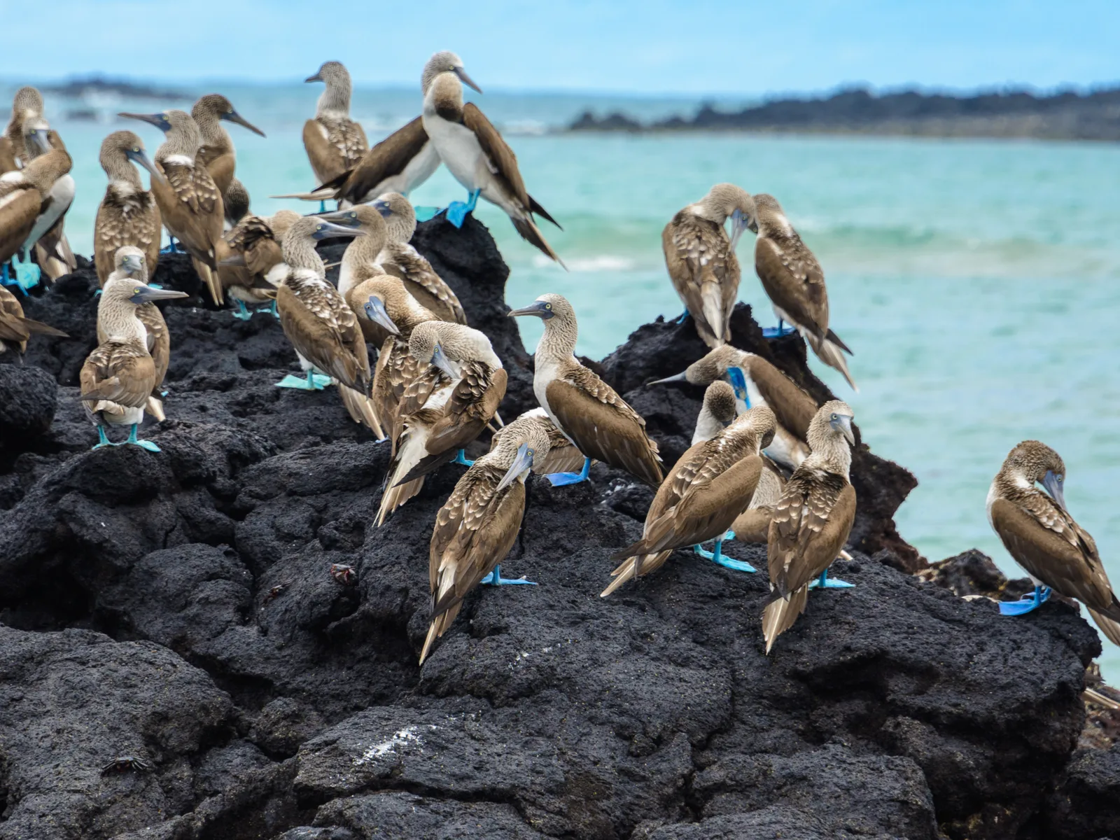 Blue footed Boobies on a rock during the Least Busy Time to Visit the Galapagos Islands