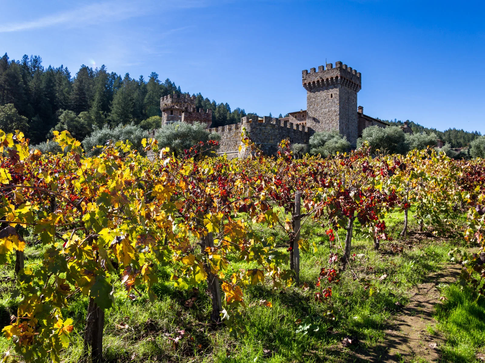 Castello di Amorosa, a tourist castle, pictured during the best time to visit Napa valley with blue sky and blooming grape vines
