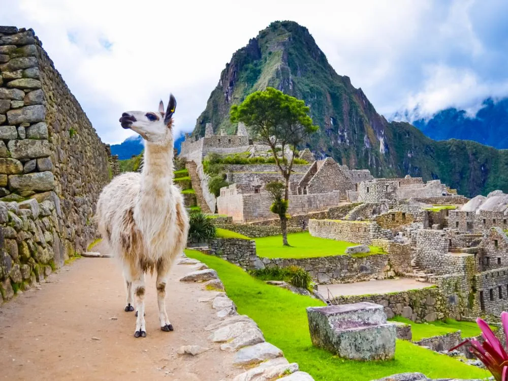 Llama standing on the hill by Machu Picchu during the best time to visit