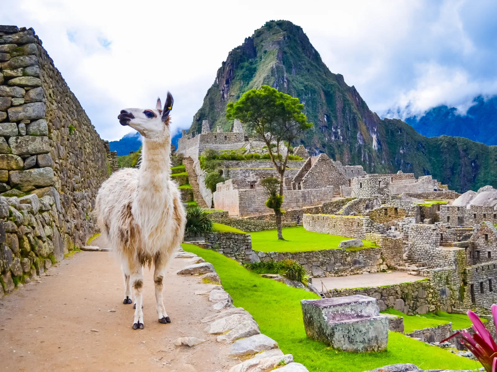 Llama standing on the side of a walkway next to a wall during the best time to visit Machu Picchu