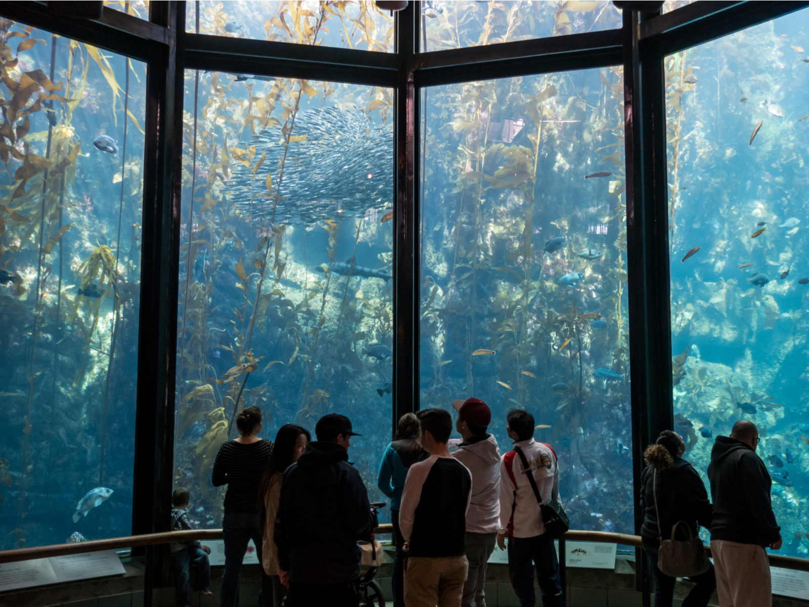 A group of friends observing various species of marine life at Kelp Forest Exhibit at Monterey Bay Aquarium, considered one of the best aquariums in the US
