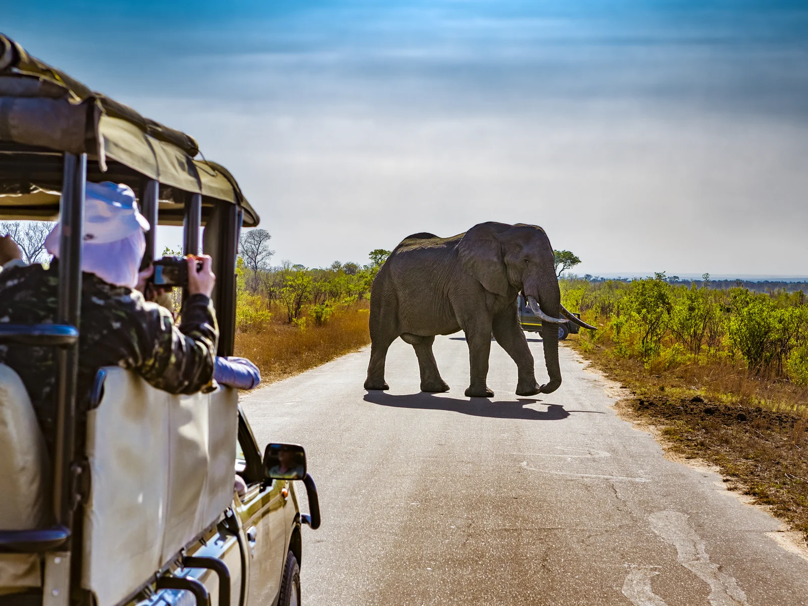 Elephant crossing a road as seen during the best time to visit South Africa on a safari