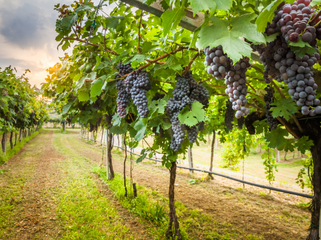 The Best Time to Visit Napa Valley in 2023 Travellers