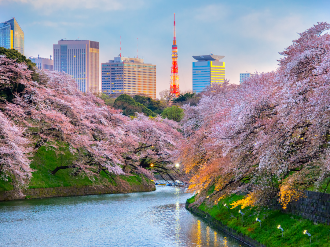 The Best Time to Visit Tokyo in 2023 | Travellers 🧳