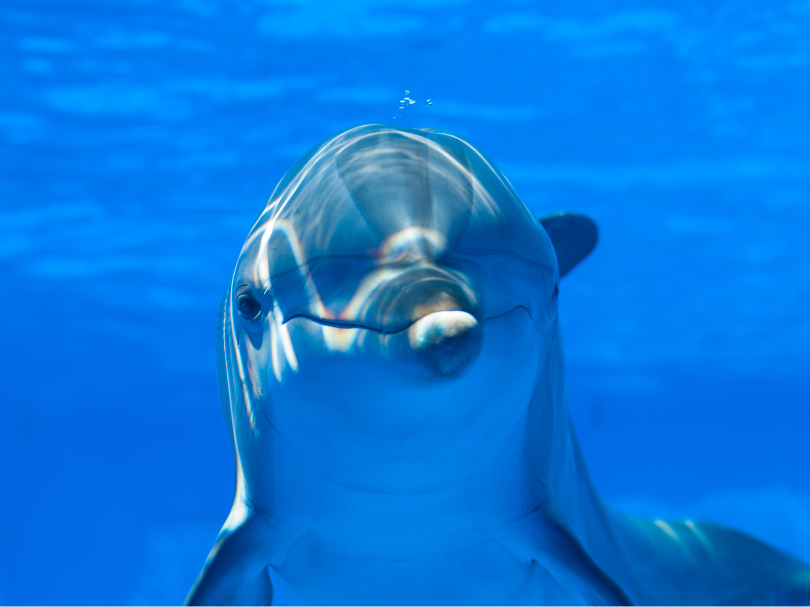 A Dolphin with a friendly face directly looking at the camera inside one of the best aquariums in the US