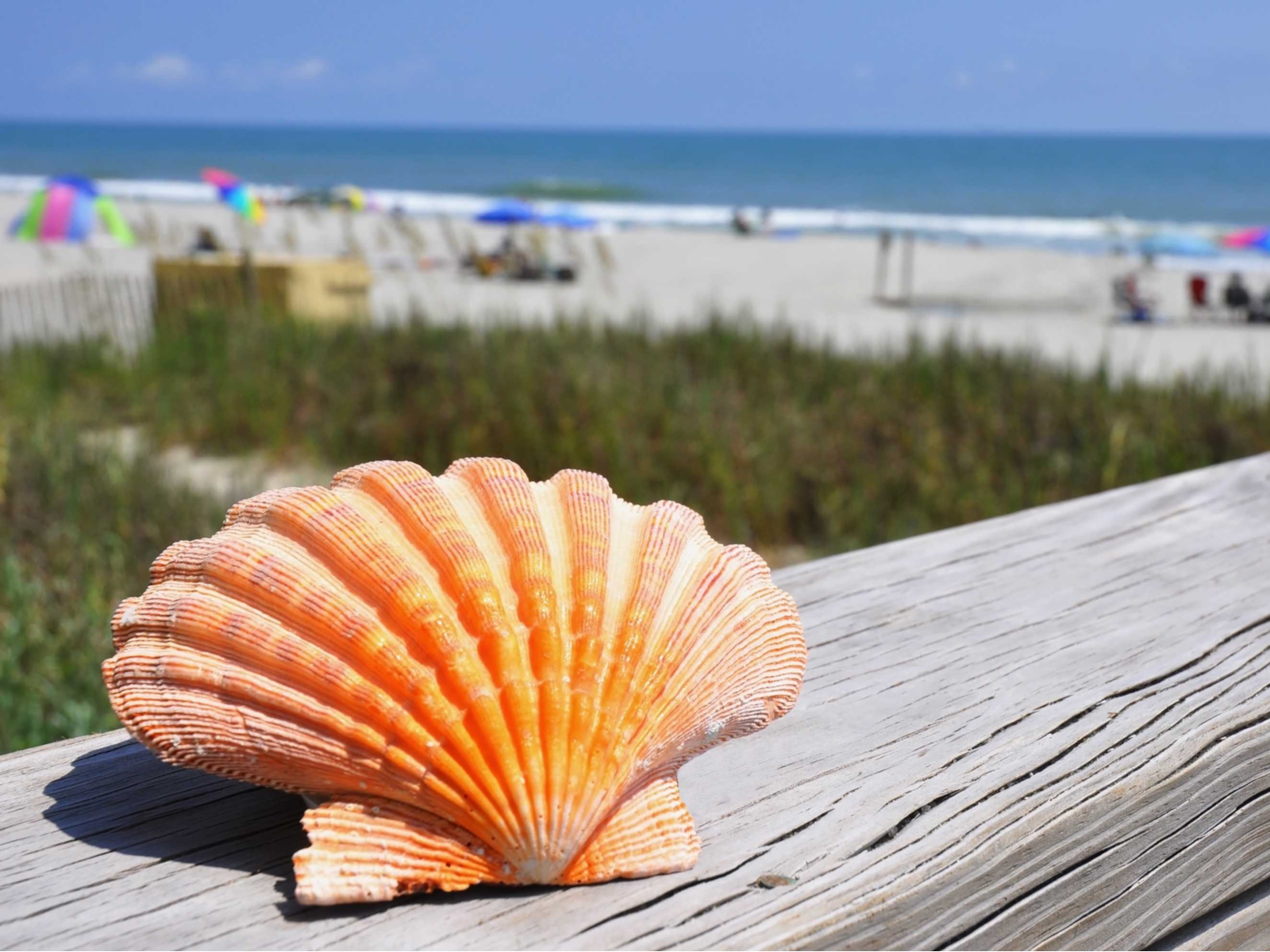 Pretty pink scallop shell in the ocean with the beach in the background