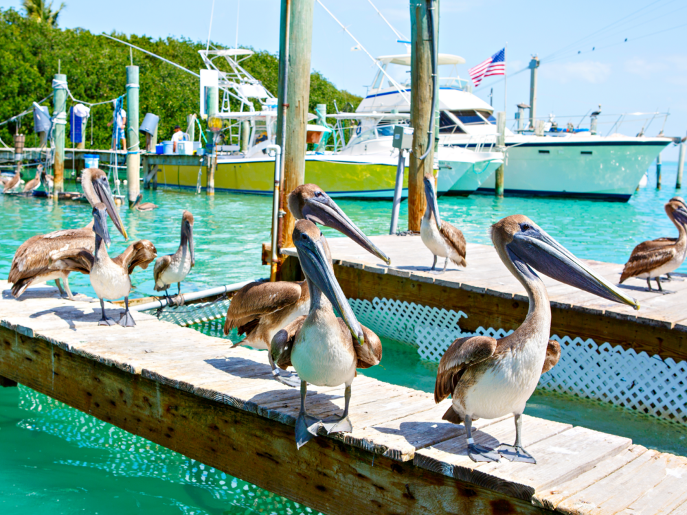 Big brown pelicans on a dock in the port of Islamorada during the best time to go to Key West